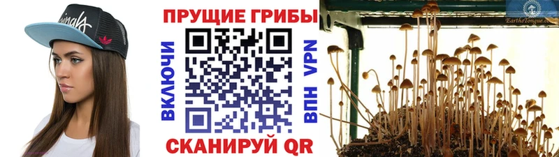 Купить закладки  Ветлуга  Псилоцибиновые грибы MAGIC MUSHROOMS 
